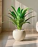 Mason Home Artificial Variegated Dracaena Plant - 3 Feet