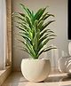 Mason Home Artificial Variegated Dracaena Plant - 5 Feet