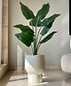 Mason Home Artificial Funa Philodendron Plant - 4 Feet