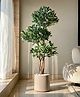Mason Home Artificial Bay Topiary Plant - 5 Feet
