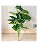 Mason Home Artificial Botanic Monstera Plant- 2 Feet