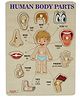 asian Portable Wooden Human Body Parts Puzzle For Kids Pack of 1 (Multicolor)