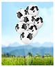 Funcart Cow Print Latex Balloon White - Pack of 6