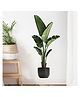 JAAMSO ROYALS Large Tropical Green Plants Palm Leaves PVC Home Decoration Room Sticker