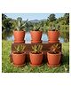 the Handicraftian Hexane Planter Small 4.5 Inch | Set of 6