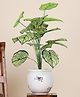 Foliyaj 18 Leaf 2 ft Caladium Plant without Pot