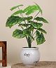 Foliyaj 18 Leaf 2 ft Alocasia-D Plant without Pot