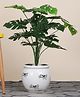 Foliyaj 18 Leaf 2 ft Monstera Plant without Pot