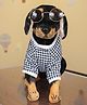 Tickles 39 cm Sitting Rottweiler Dog Wearing Dress & Googles Soft Stuffed Plush Toy for Kids Boys & Girls (Color Black )