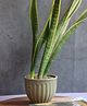 Weaving Homes Army Green Planter Indoor Planter With Green color