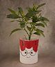 Weaving Homes Cat Desk Planter Pot Indoor Planter With White color