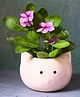 Weaving Homes Kitty Planter Indoor Planter With White color