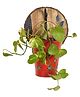 AAKRITI ART CREATIONS Red Bucket Metal Planter on a Round Wall Hook