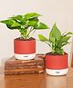 Kyari Combo Money Variegated & Peace Lily