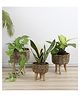 Amaya Decors Beige Jute Planter Set of 3