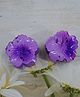 Little Miss Cuttie Floral Designed Hair Claw Clips - Purple
