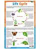 Pegasus Plant & Butterfly Life Cycle Thick Laminated Chart - English