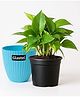 Glastel Good Luck Money Plant Live Indoor Plant For Home and Garden with additional pot