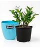 Glastel zz Plant Live Indoor Plant For Home and Garden with additional pot