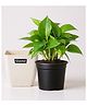 Glastel Good Luck Money Plant Live Indoor Plant For Home and Garden with additional Decore pot