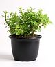 Glastel Jade Plant Live Indoor Plant For Home room dining and Garden