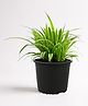 Glastel Spider Plant Live Indoor Plant For Home room dining and Garden