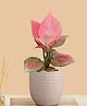 Greenkin Aglaonema Pink Live Plant in Cream Decor Pot