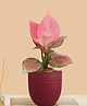Greenkin Aglaonema Pink Live Plant in Red Decor Pot
