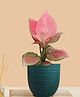 Greenkin Aglaonema Pink Live Plant in Green Decor Pot