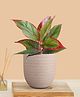 Greenkin Aglaonema Red Lipstick Plant in Cream Decor Pot