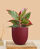Greenkin Aglaonema Red Lipstick Live Plant in Red Decor Pot