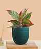 Greenkin Aglaonema Red Lipstick Live Plant in Green Decor Pot