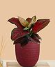 Greenkin Aglaonema Red Beauty Live Plant in Red Decor Pot