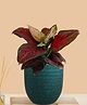 Greenkin Aglaonema Red Beauty Live Plant in Green Decor Pot