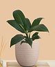 Greenkin Peace Lily Live Plant in Cream Decor Pot