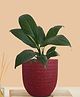Greenkin Peace Lily Live Plant in Red Decor Pot