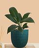 Greenkin Peace Lily Live Plant in Green Decor Pot
