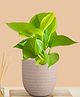Greenkin Golden Money Plant in Cream Decor Pot