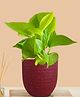 Greenkin Golden Money Plant Live Plant in Red Decor Pot