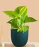 Greenkin Golden Money Plant Live Plant in Green Decor Pot