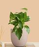 Greenkin Gold King Money Plant in Cream Decor Pot