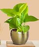 Greenkin Golden Money Plant in Golden Metal Pot