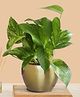 Greenkin Gold King Money Plant in Golden Metal Pot