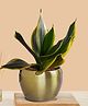Greenkin Snake Plant in Golden Metal Pot