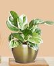Greenkin Money Plant Njoy in Golden Metal Pot