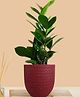 Greenkin ZZ Plant with Eco Pot | Indoor Zamia Plant with Pot