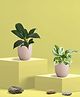 Greenkin Njoy Money Plant & Peace Lily Plant in Eco Pot