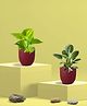 Greenkin Golden Money Plant & Birkin Plant in Eco pot