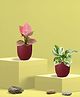 Greenkin Njoy Money Plant & Pink Plant in Eco Pot