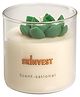 Skinvest Scented Soy Wax Candle | Woody Oud Fragrance | Up to 40 Hours Burn Time | Home Decor & Gift Set | 200g